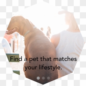 Pets&pals, HD Png Download - monical png