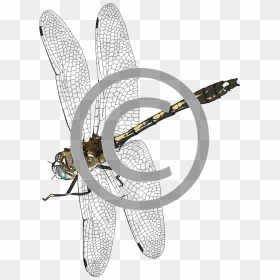 Dragonfly Png Photo - Dragonfly, Transparent Png - dragon fly png