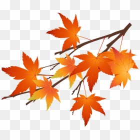 Autumn Maple Leaf Png, Transparent Png - canada leaf png