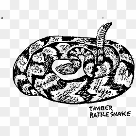 Timber Rattle Snake Clip Arts - Timber Rattlesnake Clipart, HD Png Download - rattle png