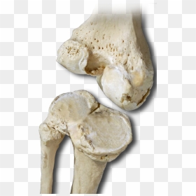 Transparent Real Bone Png - Bone, Png Download - bone.png