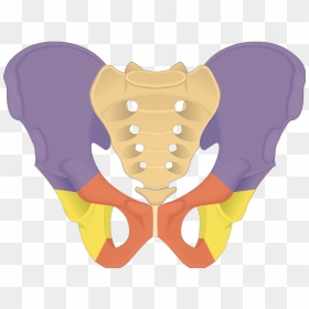 Transparent Cartoon Bone Png - Pelvis Png, Png Download - bone.png