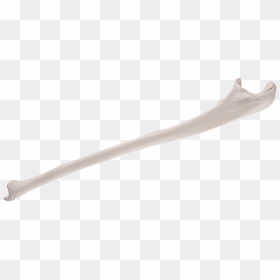 Replica Human Ulna Bone Clip Arts - Human Transparent Bone, HD Png Download - bone.png