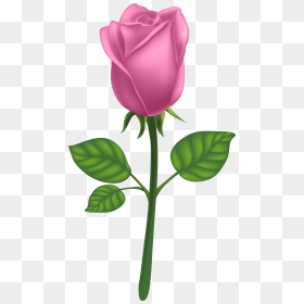 Purple Long Stem Rose Png , Png Download - Pink Rose Png Transparent, Png Download - long stem rose png