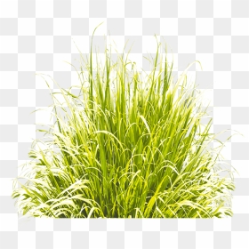 Grass Green Icon Download Free Image Clipart - Grass 3d Icon Png, Transparent Png - grass icon png