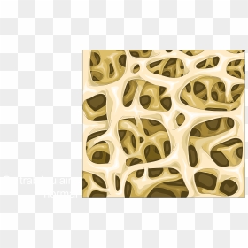 File - Spongy Bone - Trabecular Bone - Normal Trabecular - Spongy Bone, HD Png Download - bone.png