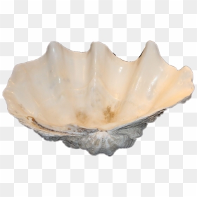 #shell #clamshell #ocean #aphrodite #mermaid #freetoedit - Aphrodite Clam, HD Png Download - aphrodite png