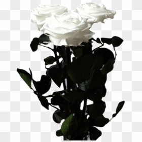 Transparent Long Stem Rose Png - Floribunda, Png Download - long stem rose png