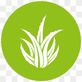 Aloe Icon - Portable Network Graphics, HD Png Download - grass icon png