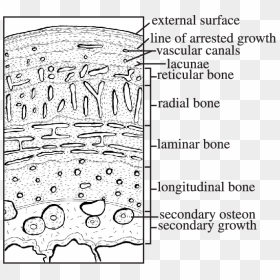 Histology Of Bone Schematic, HD Png Download - bone.png