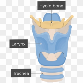 Hyoid Bone Anterior View - Hyoid Bone Anatomy Labeled, HD Png Download - bone.png