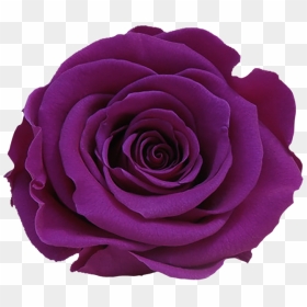 Stem Rose Individual Box - Floribunda, HD Png Download - long stem rose png