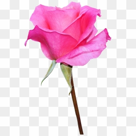 Pink Rose Image Download, HD Png Download - long stem rose png