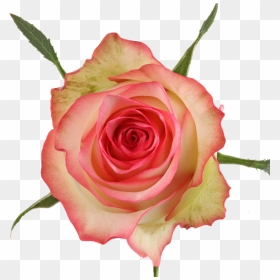 Available Stem Size - Floribunda, HD Png Download - long stem rose png