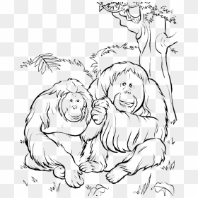 Orangutan , Png Download - Printable Orangutan Coloring Pages, Transparent Png - orangutan png