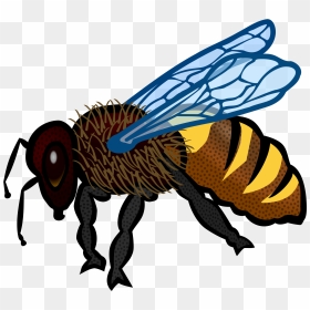 Bee Clip Arts - Honey Bee Drawing Colour, HD Png Download - bee icon png