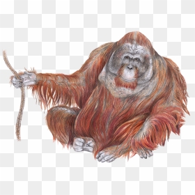 Orangutan Drawing, HD Png Download - orangutan png