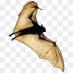Bat Wing Png, Transparent Png - bat wing png
