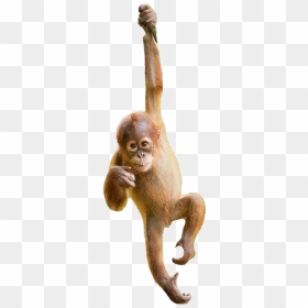 Need Our Help - Macaque, HD Png Download - orangutan png