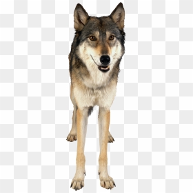 Free Download Of Wolf Png Image - Wolf Album Clear Background, Transparent Png - wolf icon png