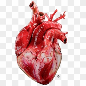 Drawing Realistic Heart , Png Download - Realistic Heart Drawing, Transparent Png - realistic heart png