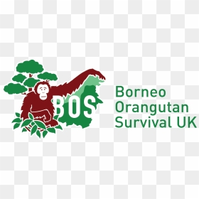 Orangutan Protection Foundation - Bos Orangutan, HD Png Download - orangutan png