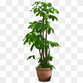 Transparent Background Pot Plant Png, Png Download - planters png