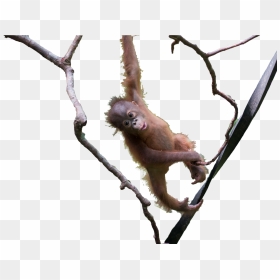 Orangutan , Png Download - New World Monkey, Transparent Png - orangutan png