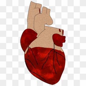 A Realistic Heart - Cartoon, HD Png Download - realistic heart png