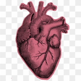 Heart Anatomy Black And White , Png Download - Real Heart Drawing Pencil, Transparent Png - realistic heart png