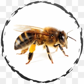 Honey Bee Transparent, HD Png Download - bee icon png