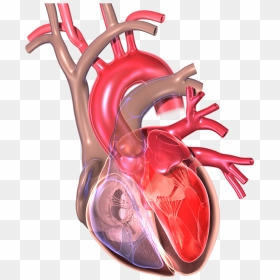 Love Your Preventing Attack - Myocardial Infarction, HD Png Download - heart attack png