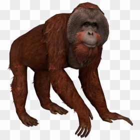 New World Monkey, HD Png Download - orangutan png