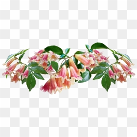 Pomelo, HD Png Download - thorn vine png