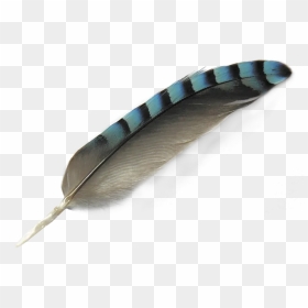 Indian Feathers Png, Transparent Png - indian feathers png