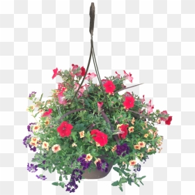 Hanging Basket Calypso Wholesale - Hanging Basket Png, Transparent Png - hanging flowers png