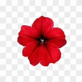 Petunia, HD Png Download - hanging flowers png