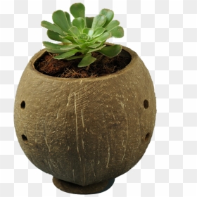Maceteras Hechas Con Coco, HD Png Download - planters png