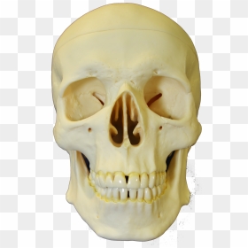Skull, HD Png Download - skull mask png