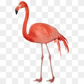 Flamingo Png Image - Flamingo Png, Transparent Png - pink flamingo png