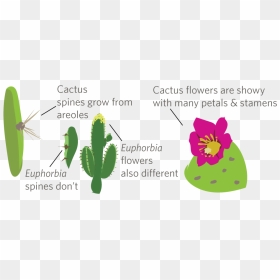 Cactus, HD Png Download - thorn vine png