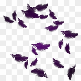 Mq Purple Feather Feathers Floating - Katekyo Hitman Reborn X Fairy Tail, HD Png Download - indian feathers png
