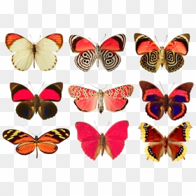 Butterflies Collection Png, Transparent Png - butterfly net png