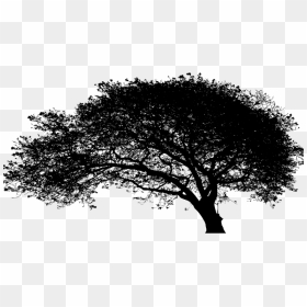 Large Expansive Tree Silhouette - Oak, HD Png Download - large tree png