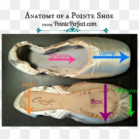 Anatomy Of A Pointe Shoe - Bloch Size Chart Pointe Shoe Width, HD Png Download - pointe shoes png