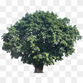 Tropical Trees Png Large Tree Actual Height 15tropical, Transparent Png - large tree png