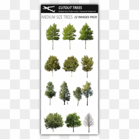 Vegetation Cuout, HD Png Download - large tree png
