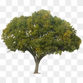 Tree Elevation Photoshop Png, Transparent Png - large tree png