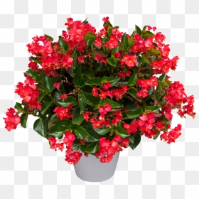 Begonias Png, Transparent Png - hanging flowers png