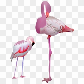 Greater Flamingo, HD Png Download - pink flamingo png